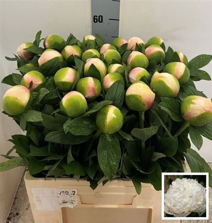 Paeo L Col Owen Cousin