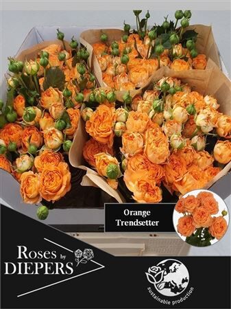 R Tr Orange Trendsetter