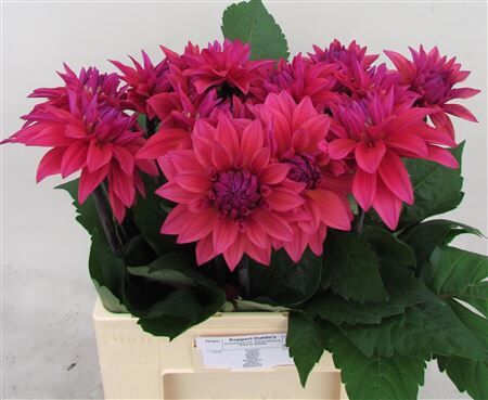 Dahlia Feline Yvonne