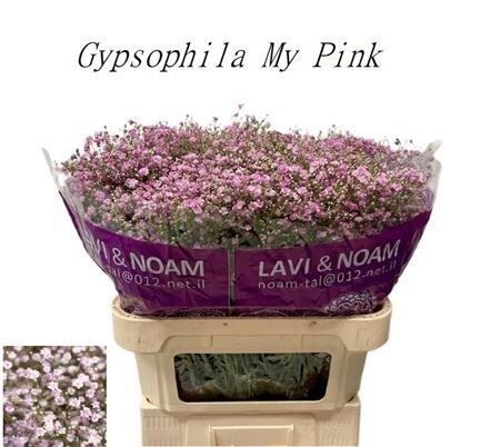 Gyps Pa Pink