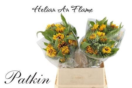 Helianthus Flame
