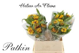 Helianthus Flame
