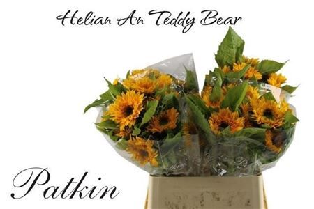 Helianthus Teddy Bear