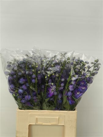 Delph Du Guardian Blue