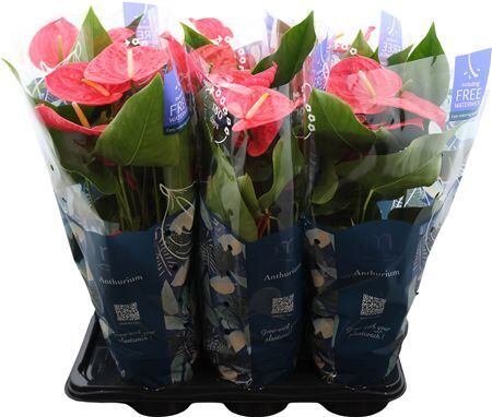 Anthu An Sweet Dream