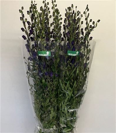 Aconitum Na Pyramidale