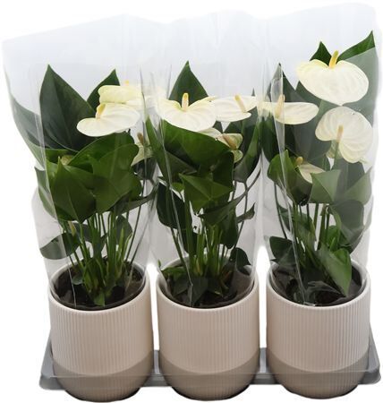 Anthu An White Keramiek Atlanta