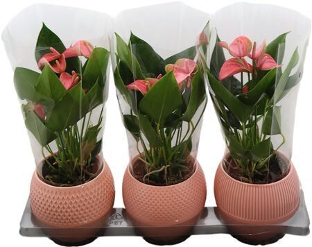 Anthu An Joli Keramiek Bolivia