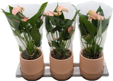 Anthu An Joli Peach Keramiek Atlanta