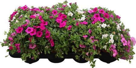 Calibrachoa Tricolor Paradise Pink