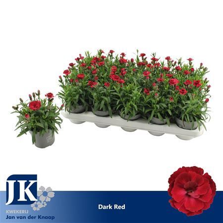 Dianthus Oscar Dark Red