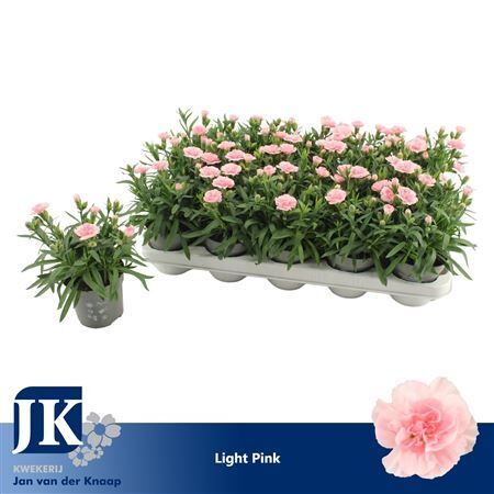 Dianthus Oscar Light Pink