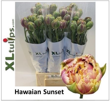 Tu Fr Du Hawain Sunset