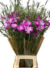 Agrostemma Queen Purple