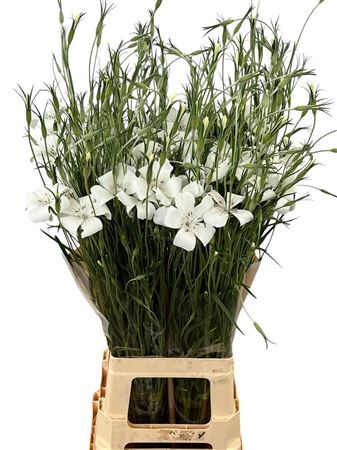Agrostemma Queen White