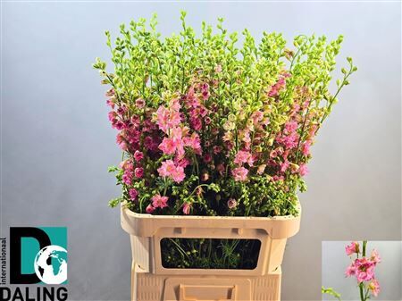 Delph Cons R Qis Rose