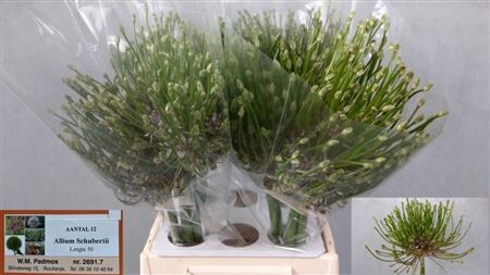 Allium Schubertii