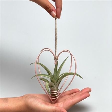 Airplant Tillandsia Pink Heart