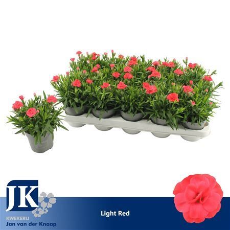 Dianthus Oscar Light Red