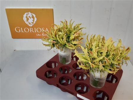 Gloriosa Sparkling Stripe