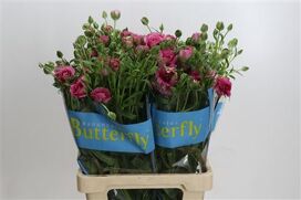 Ranunculus Butterfly Jupiter