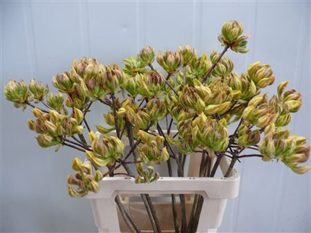 Rhodo ( Azalea ) Light Yellow 50cm P Stem