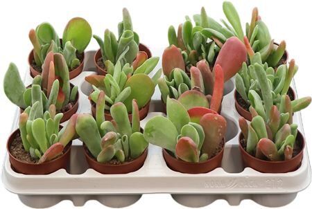 Kalanchoe Oricula
