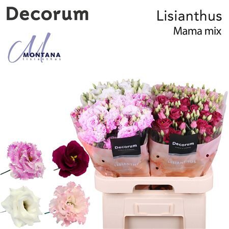 Eus G Mama Mix