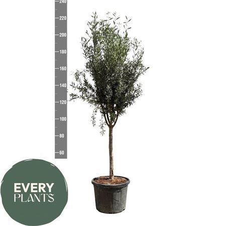 Olea Europaea Stam Xl