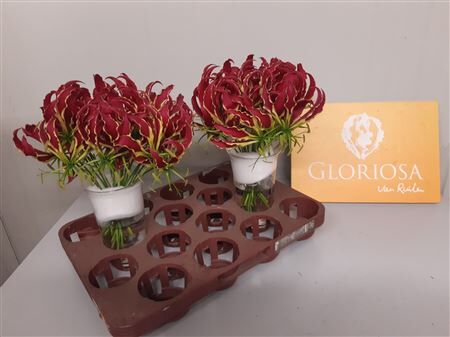 Gloriosa Rothschildiana