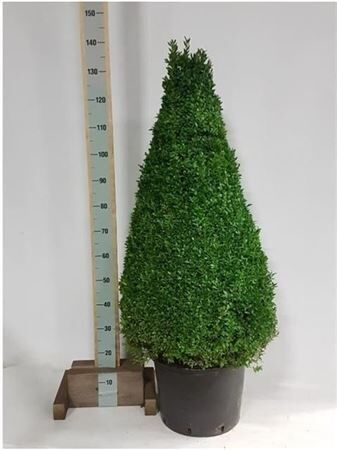 Buxu Semp Piramide 130cm