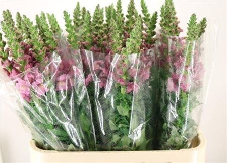 Antir Maryland Lavendel