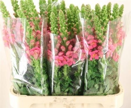 Antir Avignon Rose