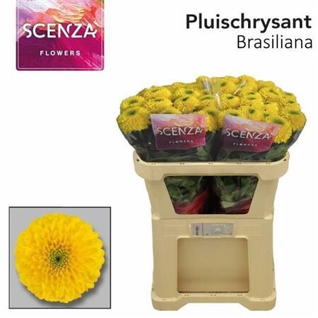 Chr G Brasiliana
