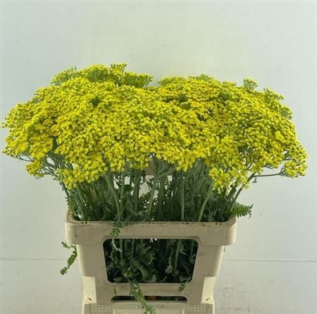 Achillea Moonshine