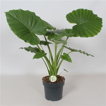 Alocasia Gageana California