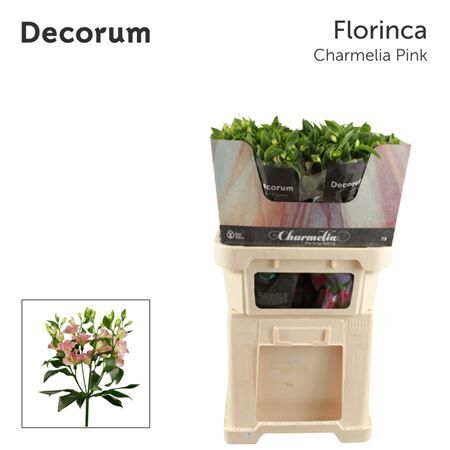 Alstr Fl Charmelia Pink