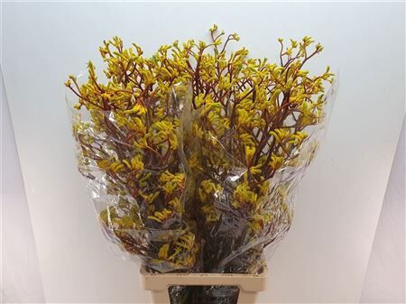 Anigoz Yellow Gem