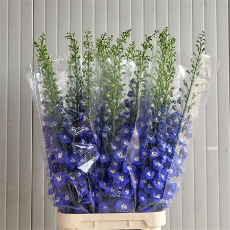Delph Du Aurora Blue
