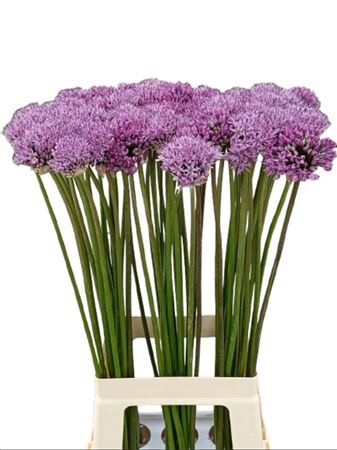 Allium Gladiator