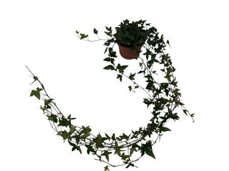 Hed He Shamrock Xl