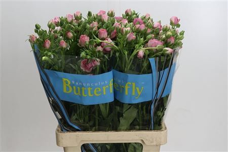 Ranunculus Butterfly Hera