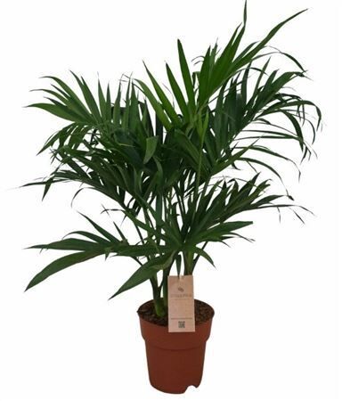 Chamaedorea Ca Stella
