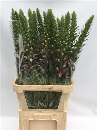 Digitalis Purpurea Camelot Lavender