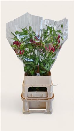 Gloriosa Rothschildiana