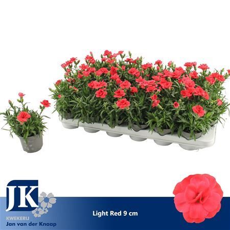 Dianthus Oscar Light Red