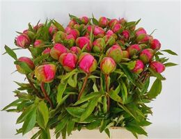 Paeo L Roselette