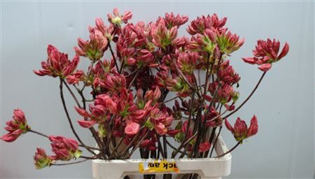 Rhodo ( Azalea ) Old Pink 60cm P Stem