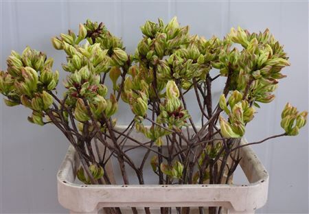 Rhodo ( Azalea ) Lemon 80cm P Stem