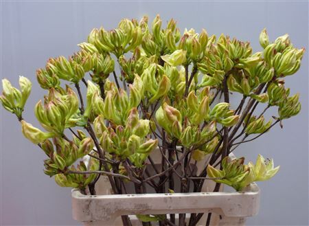 Rhodo ( Azalea ) Lemon 60cm P Stem